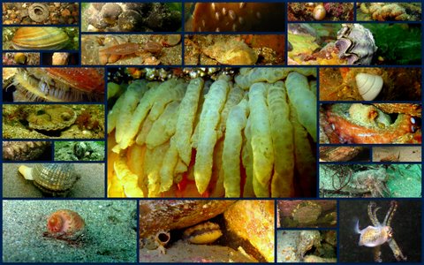 Ecran Mollusques