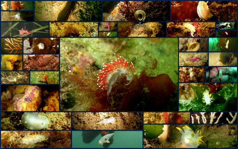 Mollusques nudibranches