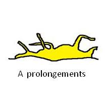 A prolongements