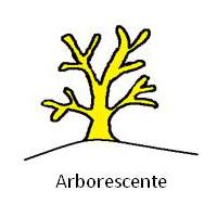 Arborescente