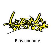 Buissonnante