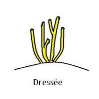 Dressée